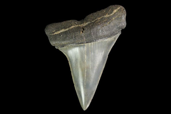 Fossil Mako Shark Tooth - South Carolina #142307